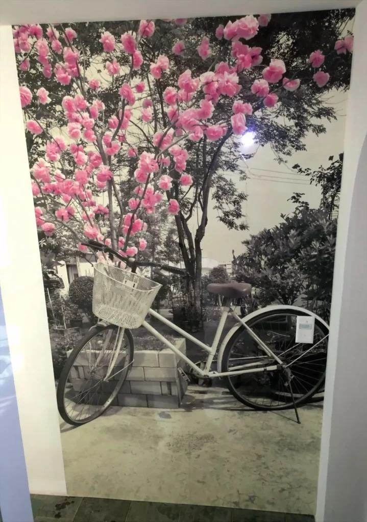 Papier peint panoramique à fleurs de cerisier roses, avec un reflet de soleil sur un vélo blanc.